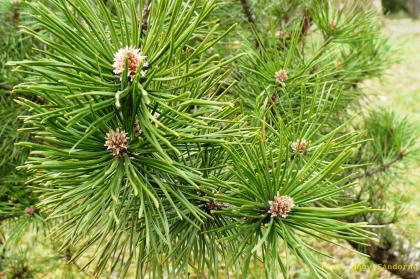 Pinus mugo